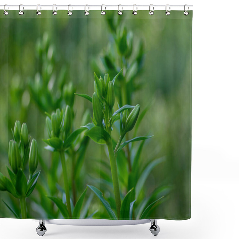 Personality  Lilium Flowers In Buds, Asiatic Hybrids Ornamental Cultivated, Lilies Buds, Bouquet Before Flowering, Dreamy Background, Green Leaves Shower Curtains