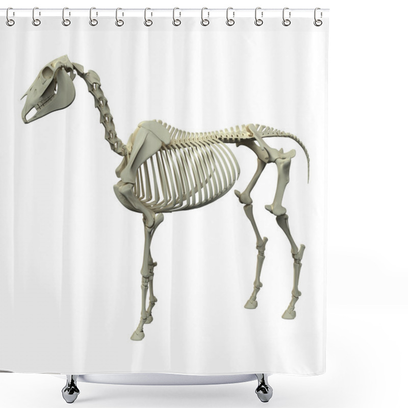 Personality  Horse Ligaments And Joints Tendons Shower Curtains