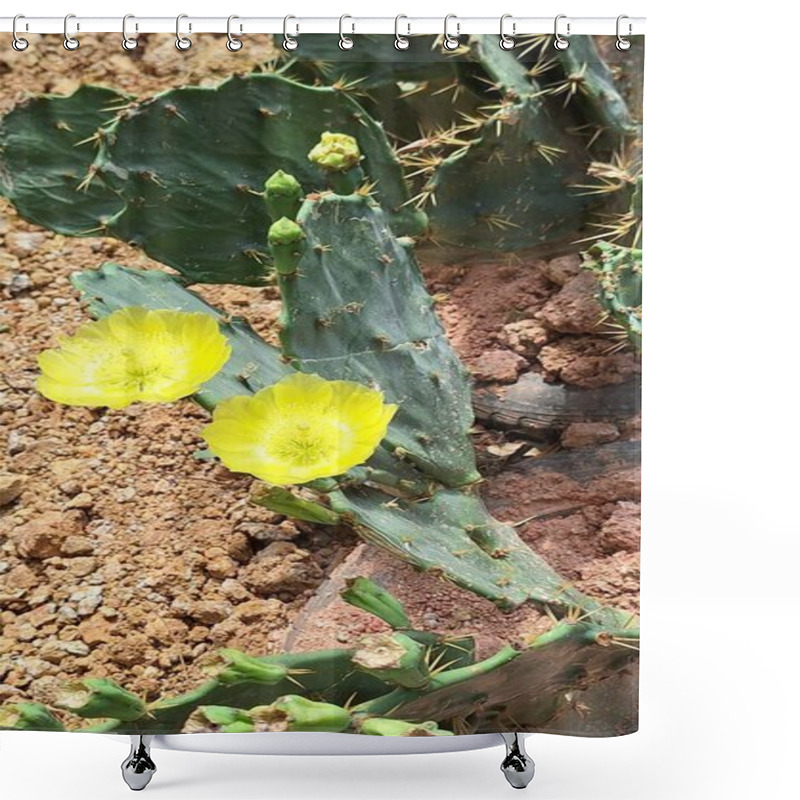 Personality  Flowers And Bud Of Yellow Cactus Flowers On Clay Floor Background Shower Curtains