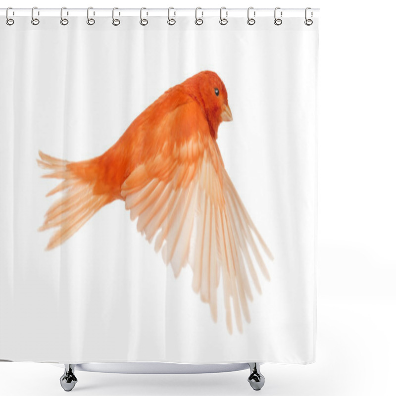 Personality  Red Canary Serinus Canaria, Flying Against White Background Shower Curtains