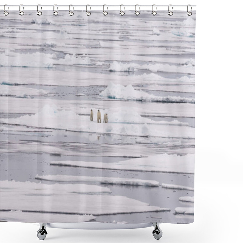 Personality  Polar Bear (Ursus Maritimus) Mother And Twin Cubs On The Pack Ice, North Of Svalbard Arctic Norway Shower Curtains