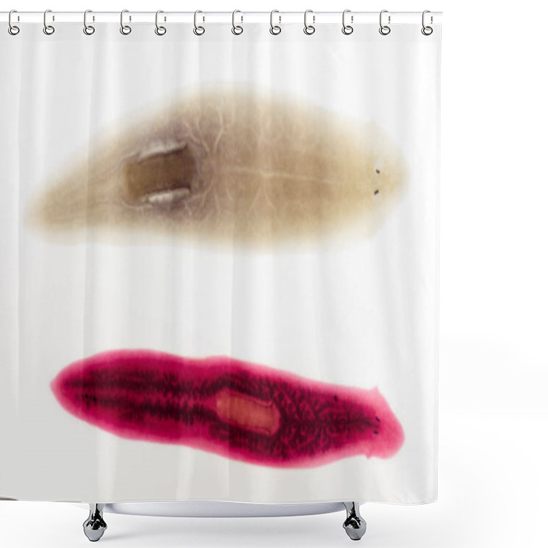 Personality  Fixed Stained Slide - Planaria Shower Curtains