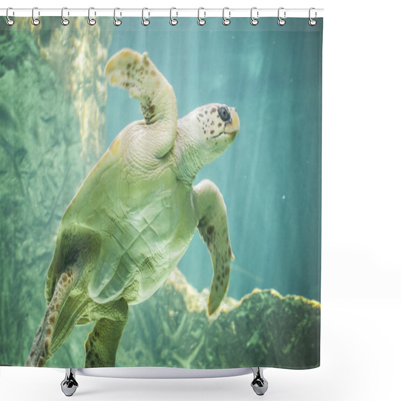 Personality  Huge Sea Turtle Underwater Shower Curtains