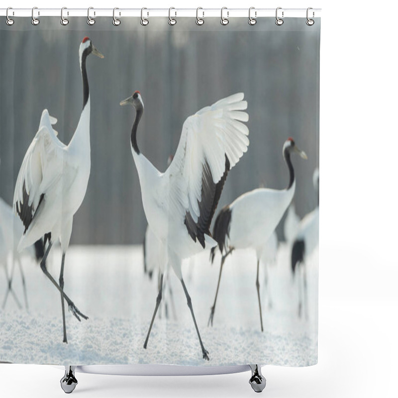 Personality  The Ritual Marriage Dance Of Cranes. The Red-crowned Cranes. Scientific Name: Grus Japonensis, Also Called The Japanese Crane Or Manchurian Crane, Is A Large East Asian Crane. Shower Curtains