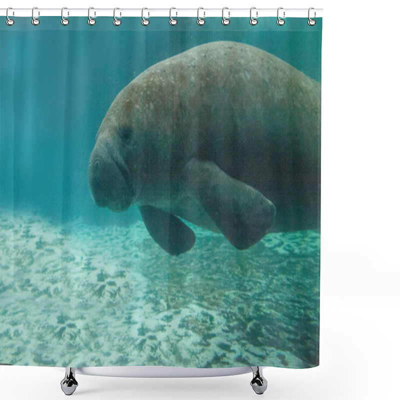 Personality  Florida Manatee Also Called The West Indian Manatee Or Sea Cow Trichechus Manatus Swims In Brackish Water. Shower Curtains