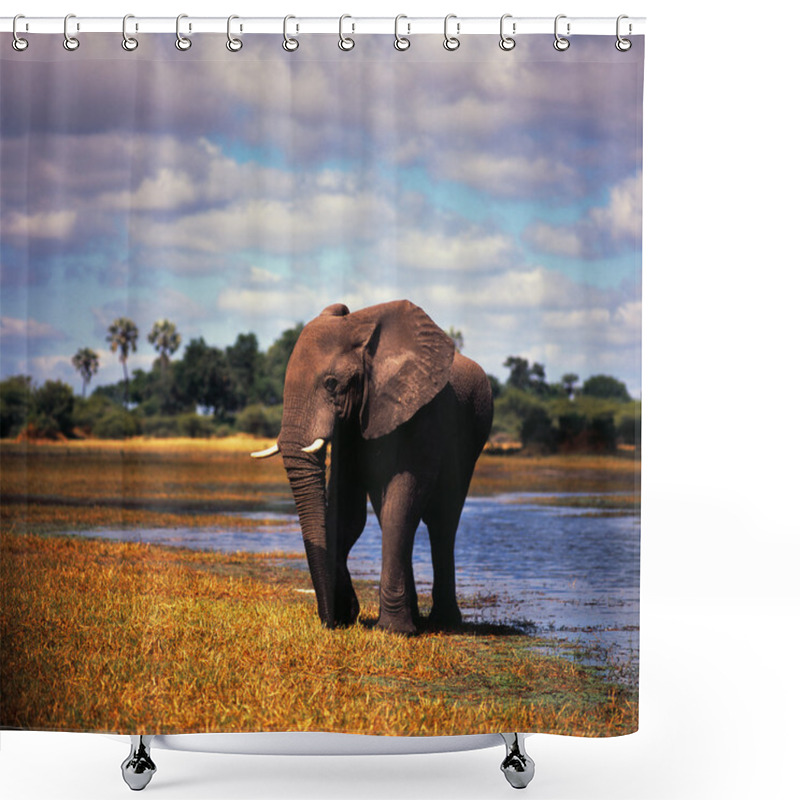 Personality  One Baby Elephant Shower Curtains