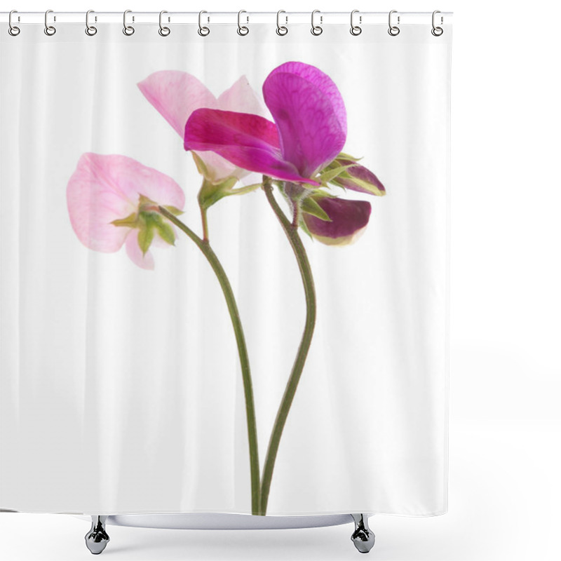 Personality  Sweet Pea Flowers Shower Curtains