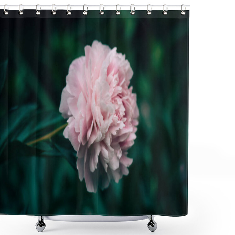 Personality  A Big Gently Pink Bud Of A Fragrant Peony In A Spring Garden. Beautiful Delicate Flower On Long Stem Among Green Foliage In Springtime. Summer Flowers Shower Curtains