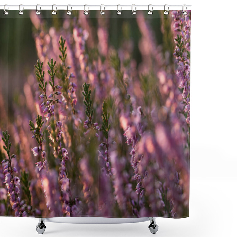 Personality  Close Up Of Beautiful Blooming Purple Heather Flower. Selective Focus. Shower Curtains