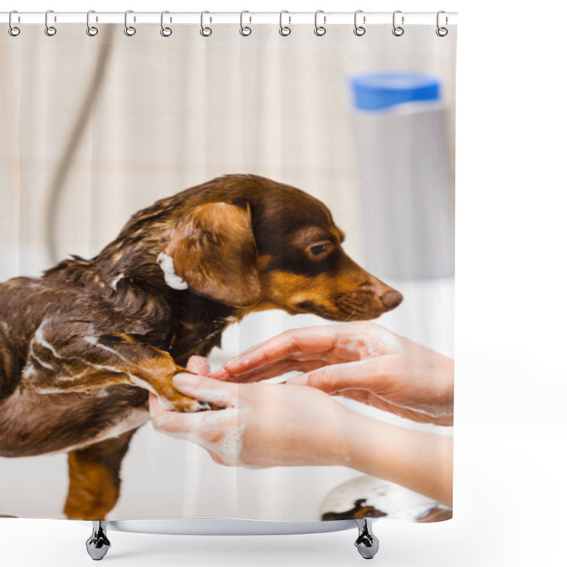 Personality  Woman Taking Care Of Her Little Dog. Female Washing, Cleaning Dachshund Under The Shower. Animals Hygiene Concept. Shower Curtains