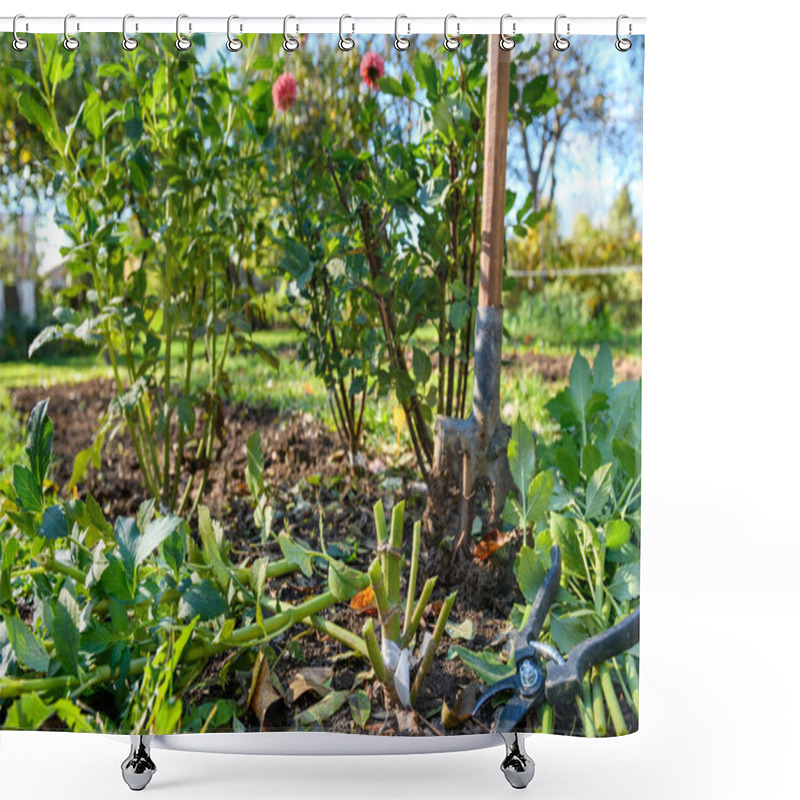 Personality  Cutting Down Dahlia Plant Foliage Before Digging Up The Tubers For Winter Storage. Autumn Gardening Jobs. Overwintering Dahlia Tubers. Shower Curtains