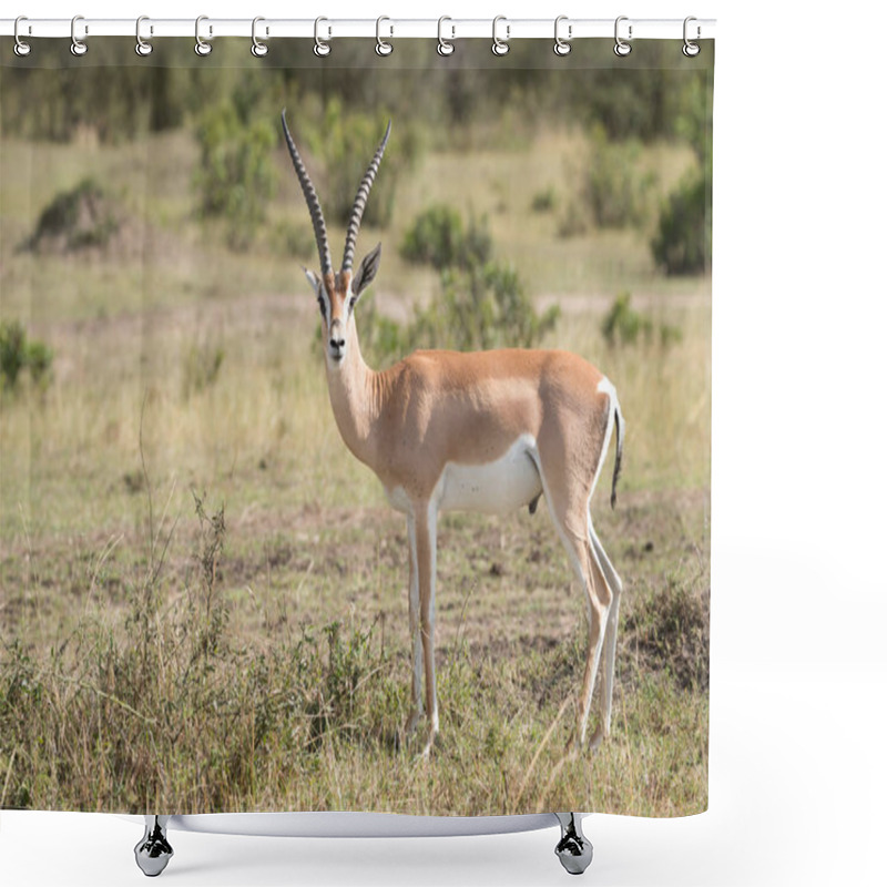 Personality  A Grant's Gazelle Stands Staring At The Camera On The African Savannah. In The Background Are A Few Small Bushes On A Grassy Plain. Shower Curtains