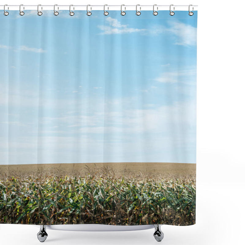 Personality  Autumnal Field With Corn And Blue Sky At Countryside Shower Curtains