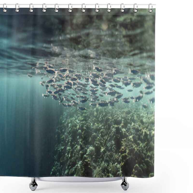 Personality  Mugil Cephalus Fish Under The Surface Of The Egypt Ocean Shower Curtains