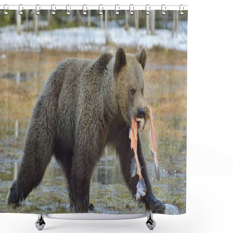 Personality  Running Brown Bear (Ursus Arctos) With Salmon Fish On The Swamp In Spring Forest. Shower Curtains