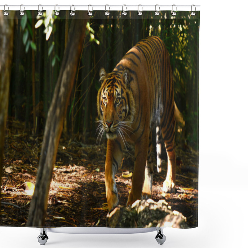 Personality  Sumatran Tiger Shower Curtains