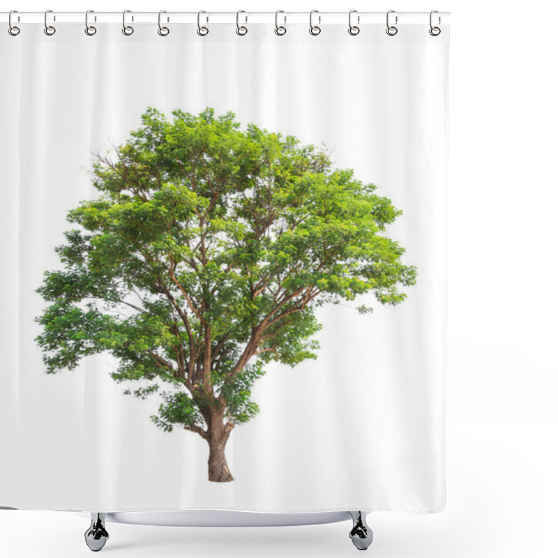 Personality  Rain Tree (Albizia Saman), Tropical Tree In The Northeast Of Tha Shower Curtains