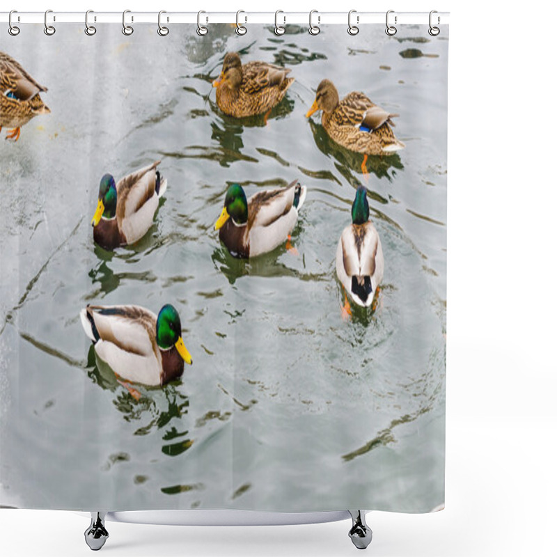 Personality  Ducks Winter In The Moscow Zoo Shower Curtains