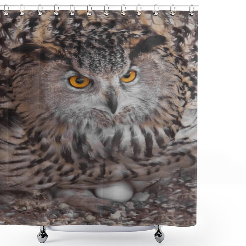 Personality  Eagle Owl On The Nest Hatches Eggs.. Owl With Clear Eyes And An  Shower Curtains