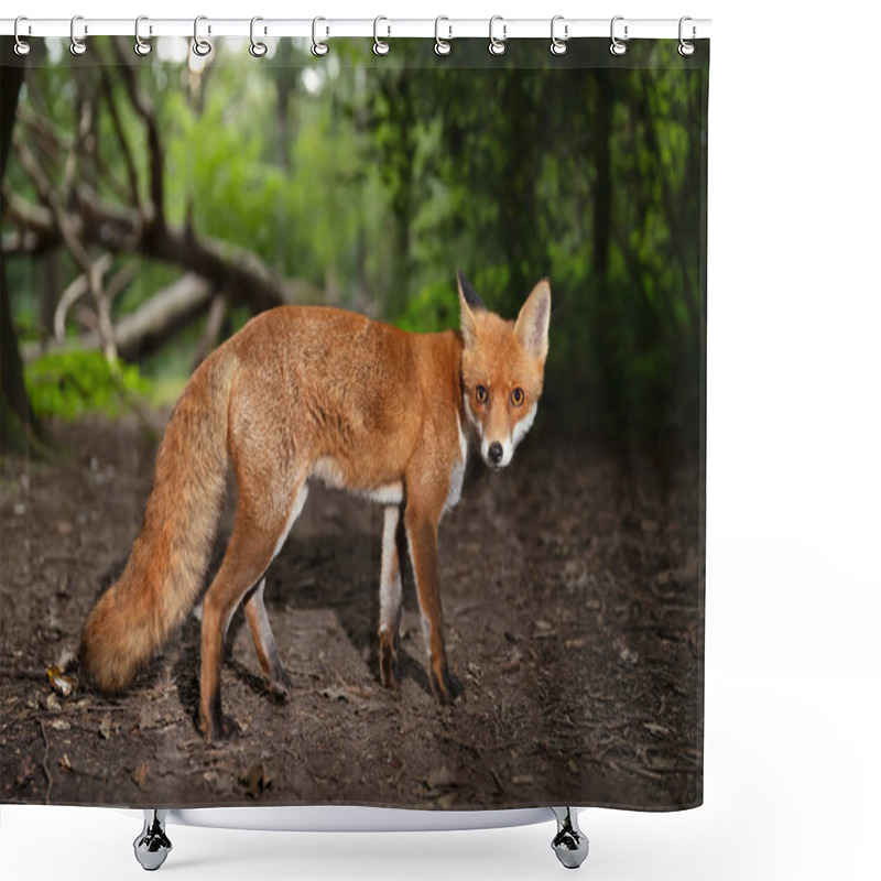 Personality  Close-up Of A Red Fox (Vulpes Vulpes) In A Forest, UK. Shower Curtains