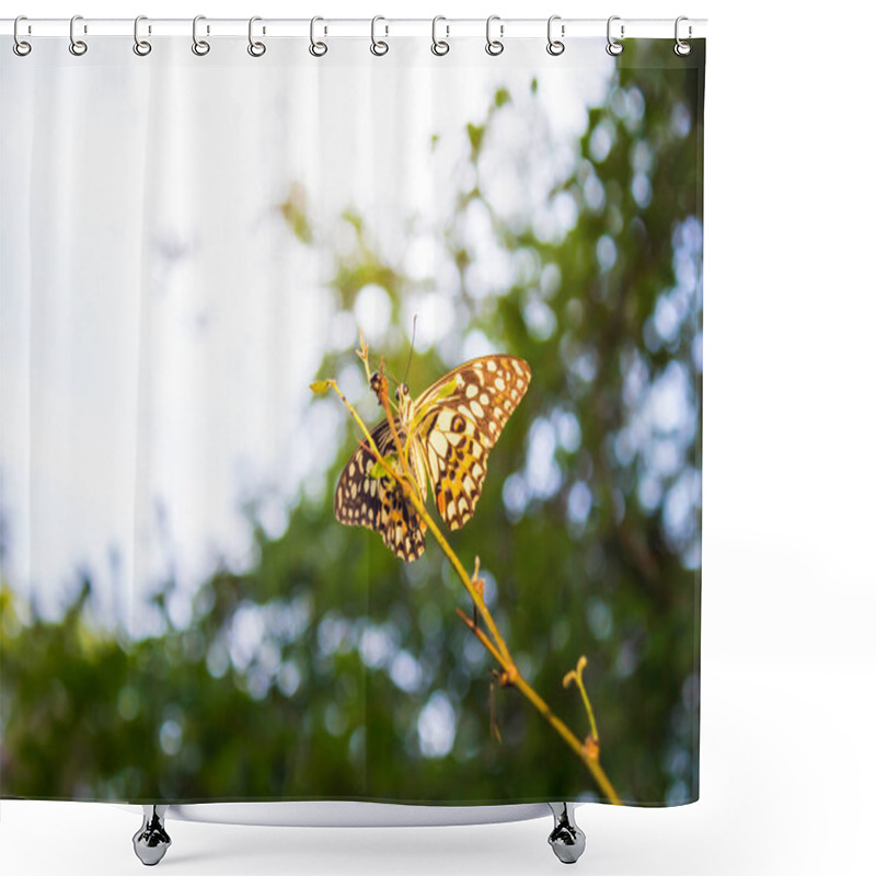 Personality  Butterfly On A Plant Shower Curtains