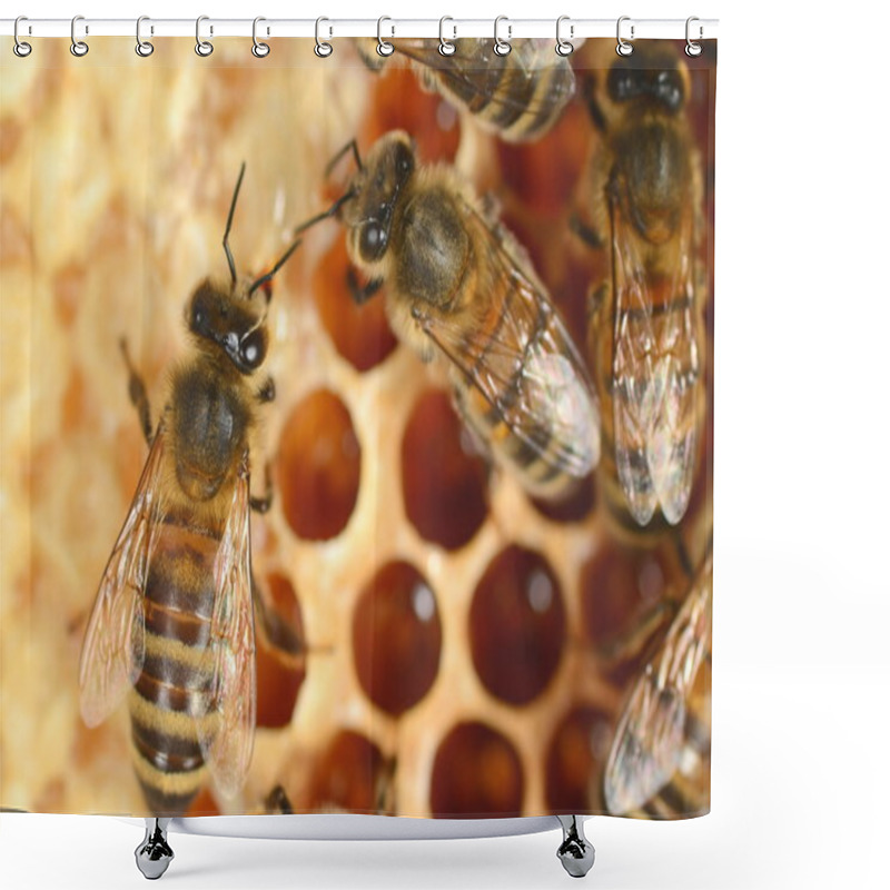 Personality  Closeup Of Hardworking Bees On Honeycomb Shower Curtains