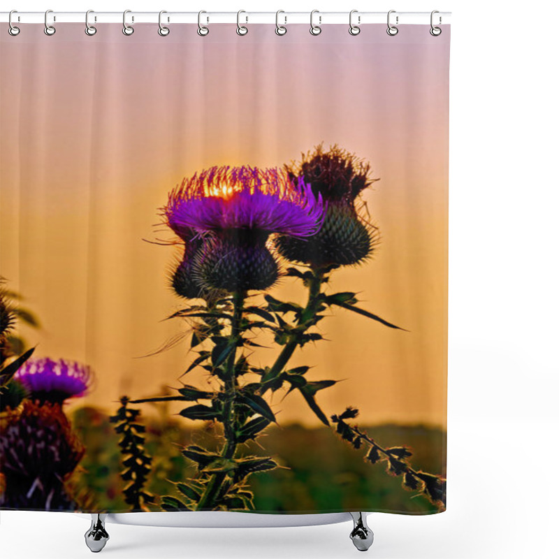 Personality  Thistles At Sunset Shower Curtains