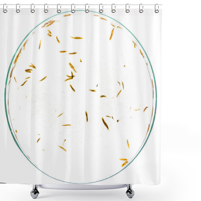 Personality  Planaria Flatworm Shower Curtains