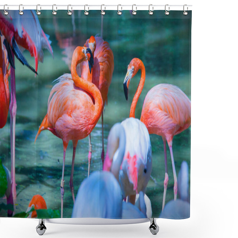 Personality  Pink Flamingos Feeding On Water Shower Curtains