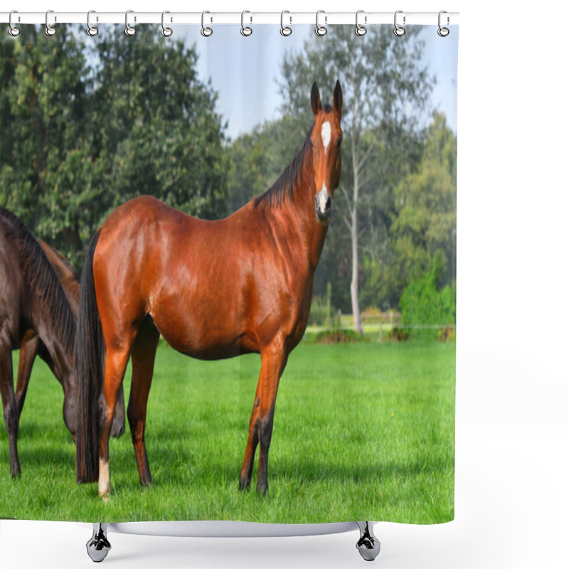 Personality  Bay Akhal Teke Breed Horse Standing In The Bright Green Field In Summer Near Herd. Animal Portrait. Shower Curtains