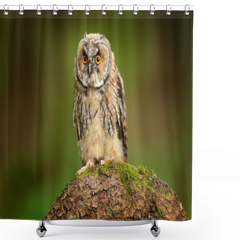 Personality  Long-eared Owl Sitting In Green Vegetation In The Fallen Larch Forest During Dark Day. Wildlife Scene From The Nature Habitat.  Face Portrait With Orange Eyes, Poland, Europe. Shower Curtains