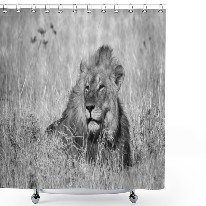 Personality  Lion - Panthera Leo, Iconic Animal From African Savannas, Etosha National Park, Namibia. Shower Curtains