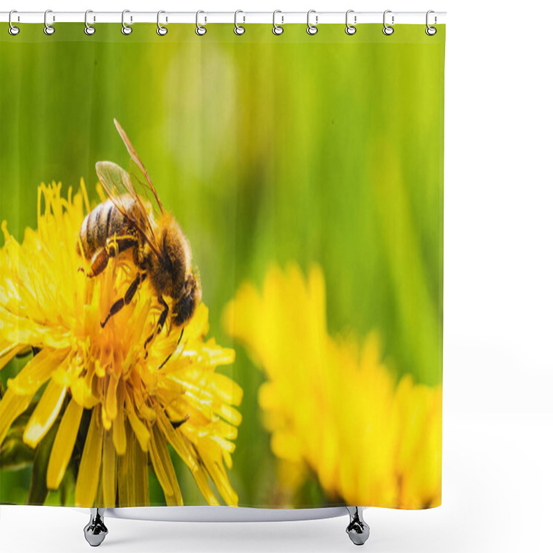 Personality  Honey Bee Covered With Yellow Pollen Collecting Nectar From Dandelion Flower. Important For Environment Ecology Sustainability. Copy Space Shower Curtains