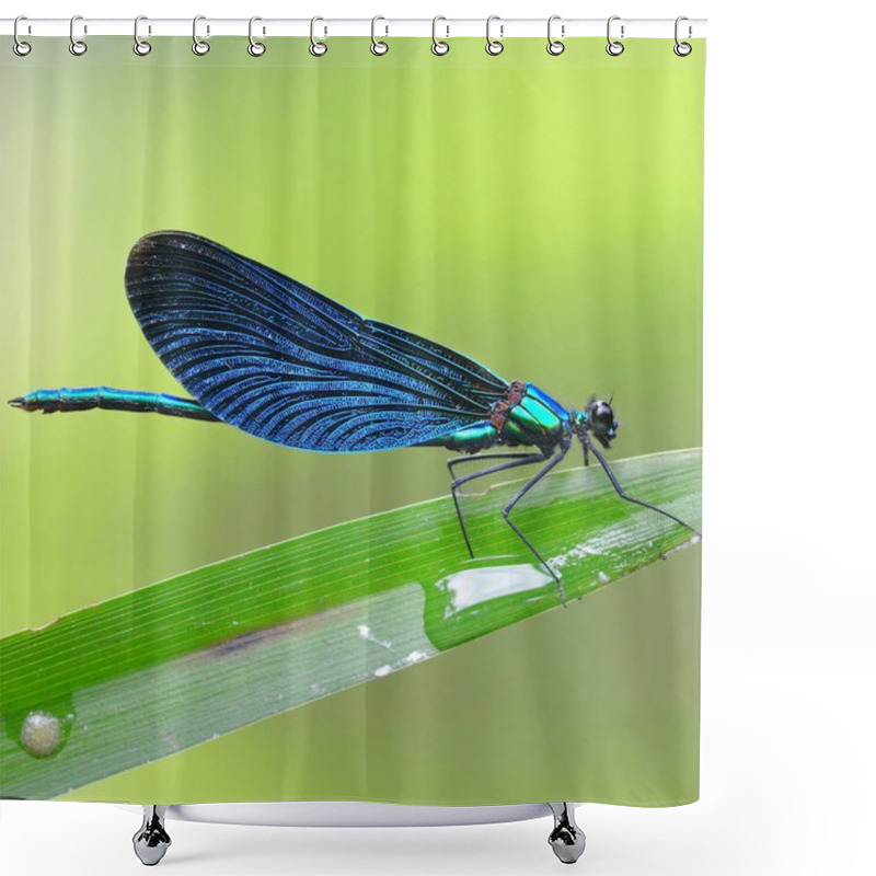 Personality  Banded Demoiselle Dragonfly Macro Close-up Shot Against Green Background Shower Curtains