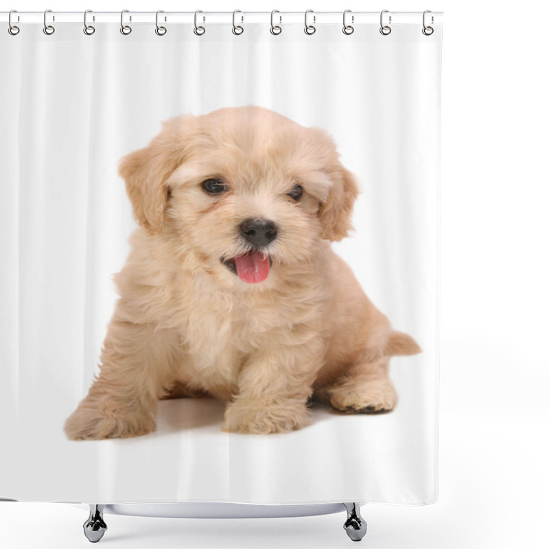 Personality  Poodle Puppy Shower Curtains