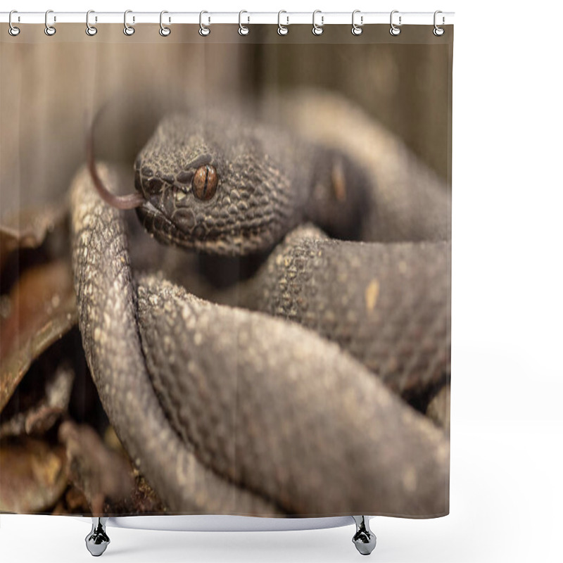 Personality  Small Mangrove Pit Viper, Trimeresurus Purpureomaculatus, Resting By The Boardwalk Railing. Shower Curtains