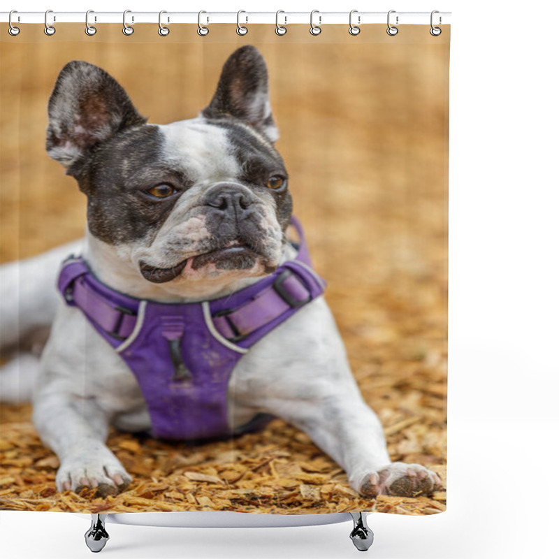 Personality  French Bulldog And Boston Terrier Female. Off-leash Dog Park In Northern California. Shower Curtains