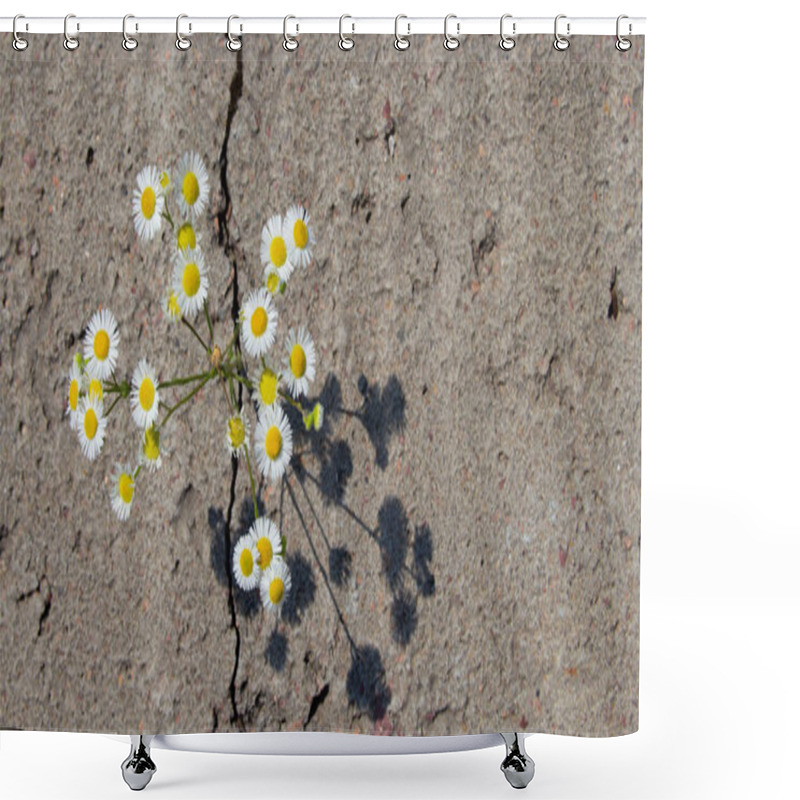 Personality  Daisy Through A Crack In The Asphalt Top View. The Concept Of The Power Of Nature And Ecology.copyspace For Text. Shower Curtains