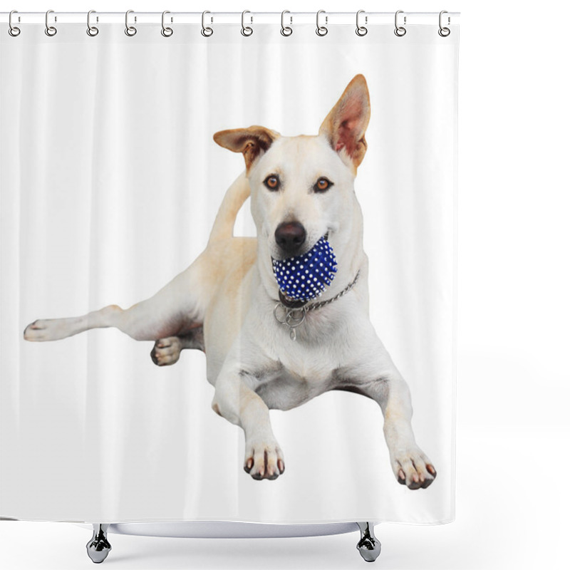 Personality  Labrador Retriever Holding Blue Ball Isolated On White Shower Curtains