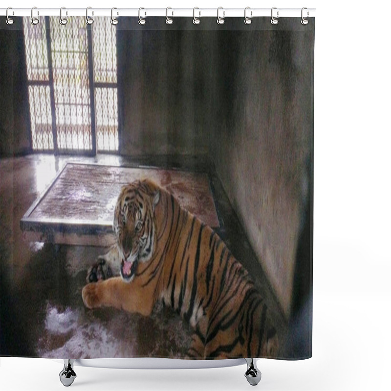 Personality  The South China Tiger, Which Attacked A Keeper To Death, Roars Inside Its Enclosure At The Breeding Center Of The Shanghai Zoo In Shanghai, China, 17 December 2013 Shower Curtains