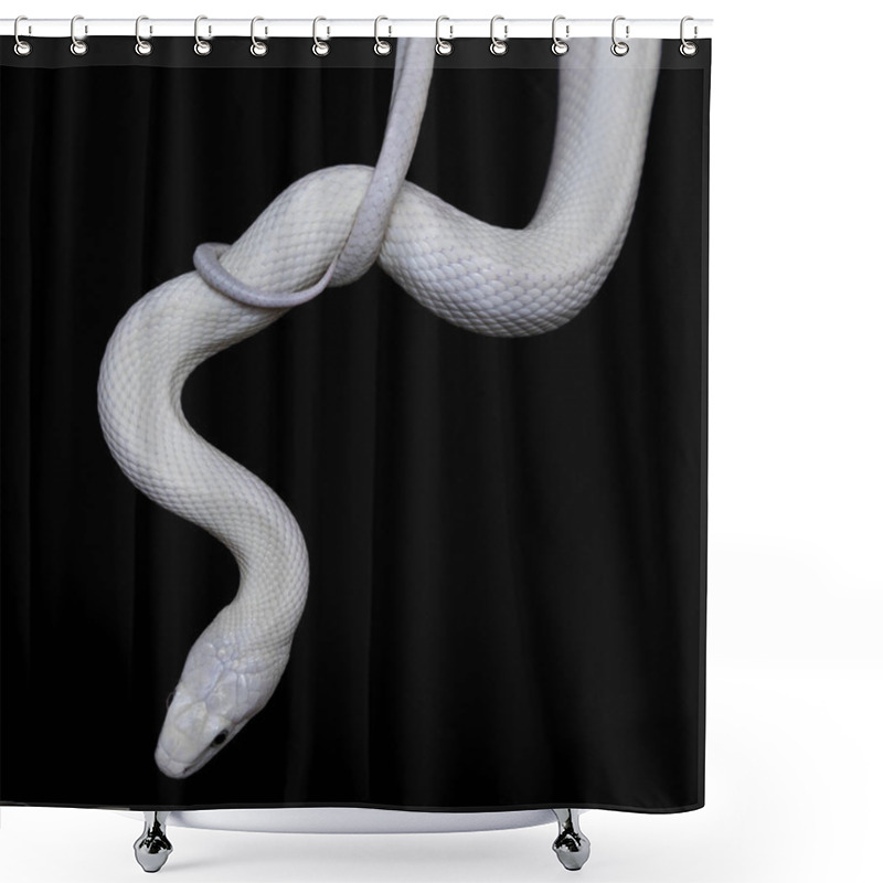 Personality  The Texas Rat Snake (Elaphe Obsoleta Lindheimeri ) Is A Subspecies Of Rat Snake, A Nonvenomous Colubrid Found In The United States, Primarily Within The State Of Texas. Shower Curtains