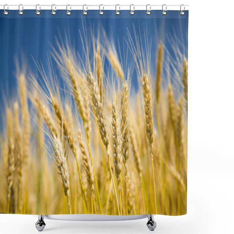 Personality  Ripe Wheat On A Blue Sky Shower Curtains