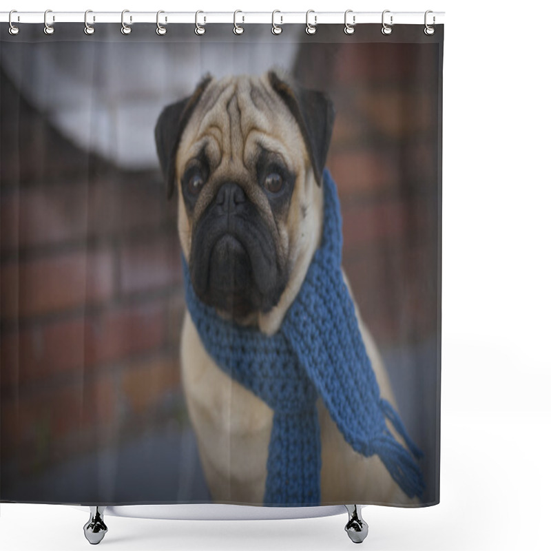 Personality  Pug Puppy Dog With Blue Scarf Shower Curtains