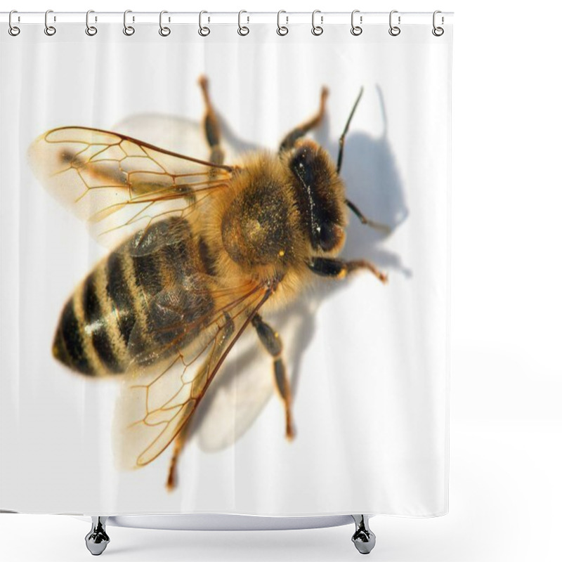 Personality  Detail Of Bee Or Honeybee , Apis Mellifera Shower Curtains