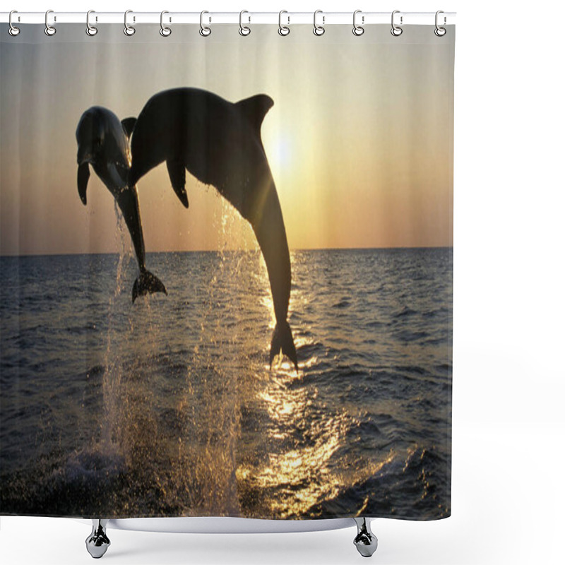 Personality  Bottlenose Dolphin, Tursiops Truncatus, Adults Jumping At Sunset, Coast Near Honduras   Shower Curtains