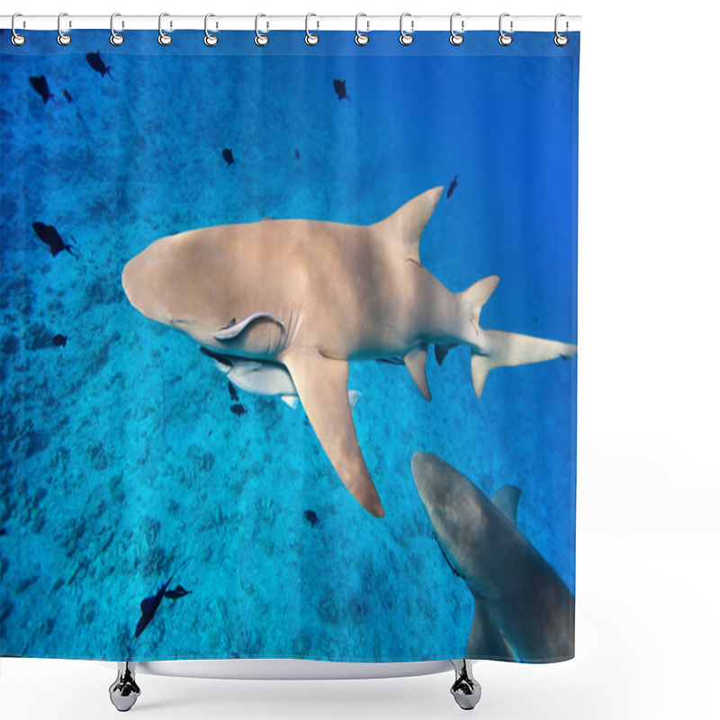 Personality  Lemon Sharks Shower Curtains