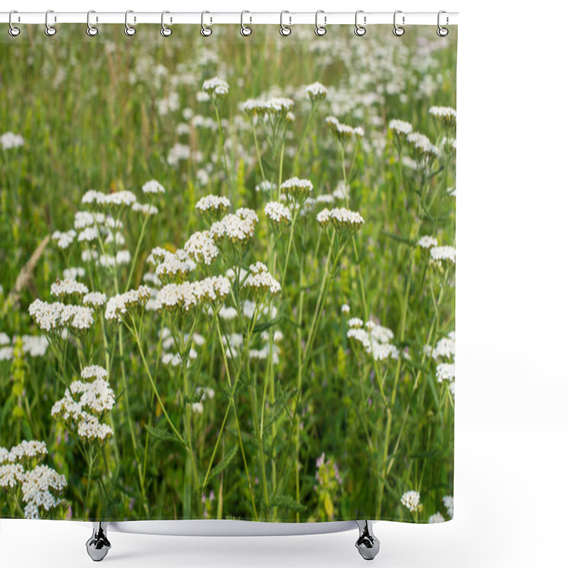 Personality  White Yarrow Flowers (Achillea Millefolium) In The Green Meadow. Shower Curtains