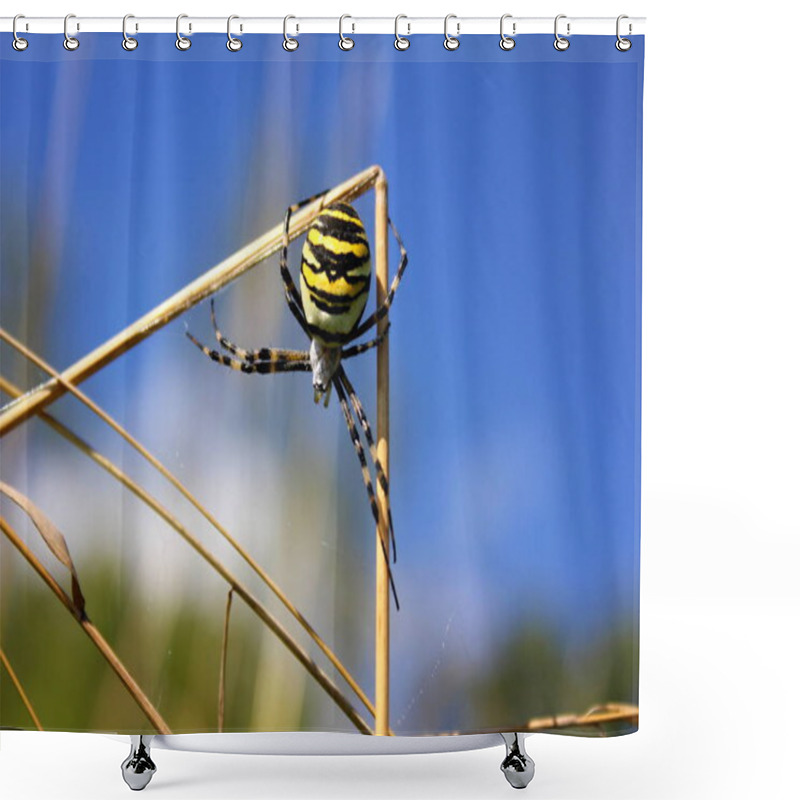 Personality  Crusader Striped, Argiope Bruennichi, Is Native To Subtropical Poisonous Spider In The Mediterranean Region Shower Curtains