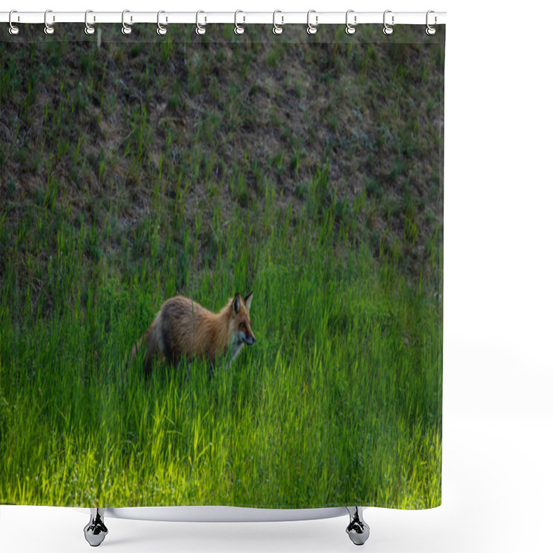 Personality  A Red Fox On A Meadow Shower Curtains