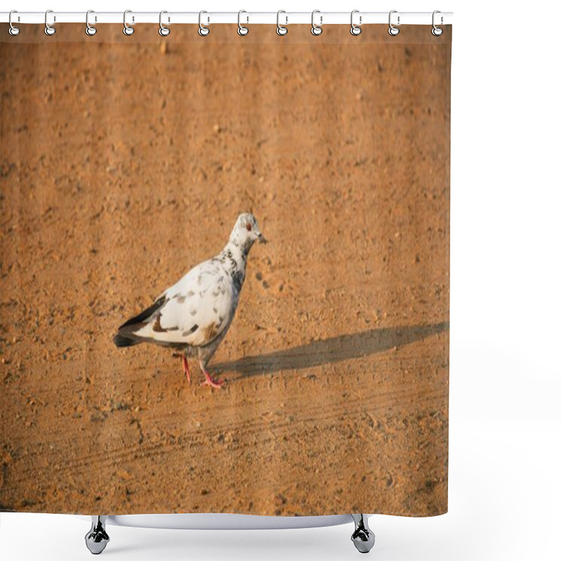 Personality  Domestic Pigeons / Feral Pigeon (Gujarat - India) Flock In Flight Against Blue Sky Domestic Pigeons / Feral Pigeon, Birds Flying In The Sky Shower Curtains